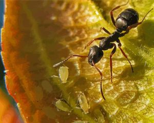 Black Garden Ant Diamond Paintings