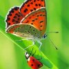 Orange Butterfly And Ladybug Diamond Paintings