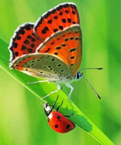 Orange Butterfly And Ladybug Diamond Paintings