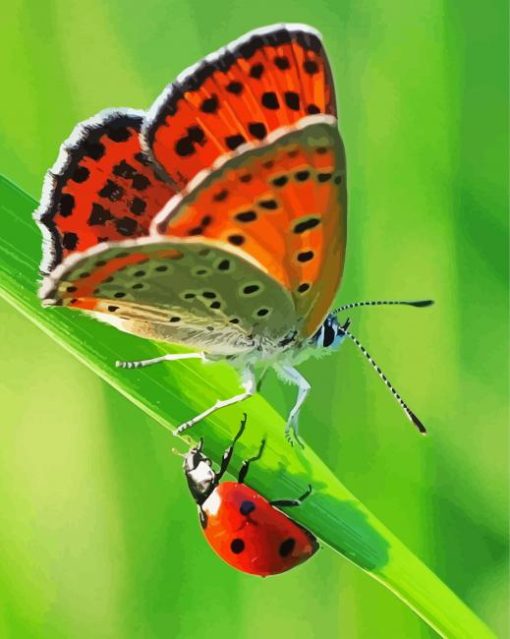 Orange Butterfly And Ladybug Diamond Paintings