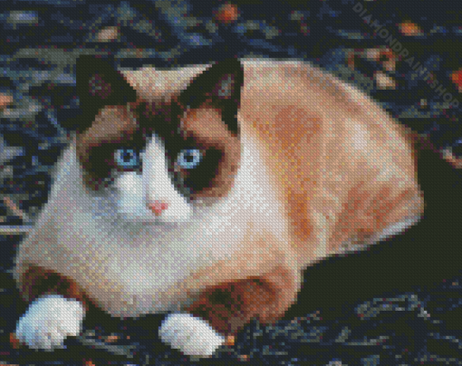 Siamese Snowshoe Cat Diamond Paintings