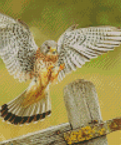 The American Kestrel Bird Diamond Paintings