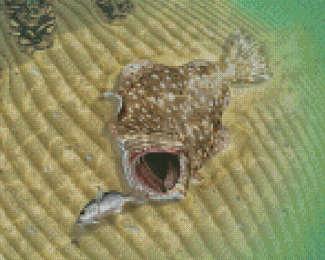 The Flounder Fish Diamond Paintings
