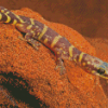 Wild Desert Gecko Diamond Paintings