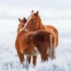Adotable Winter Horses Diamond Paintings