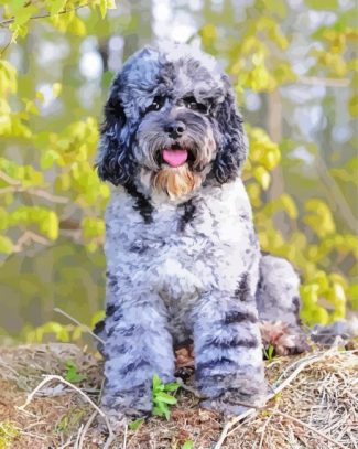 Merle labradoodle for clearance sale