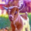 Cute Goat Baby Diamond Paintings