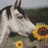 Head Horse With Sunflowers Diamond Paintings