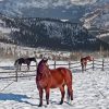 Mountains Winter Horses Diamond Paintings