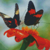 Orange And Black Butterflies And Blossoms Diamond Paintings