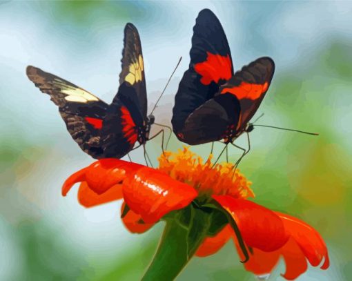 Orange And Black Butterflies And Blossoms Diamond Paintings
