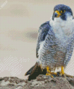 Aesthetic Peregrine Falcon Diamond Paintings