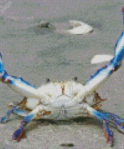 Beautiful Blue Crab Diamond Paintings