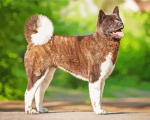 Brown American Akita Dog Diamond Paintings