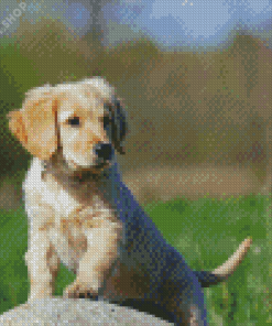 Golden Puppy On Rock Diamond Paintings