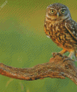 Hawk In A Forest Diamond Paintings