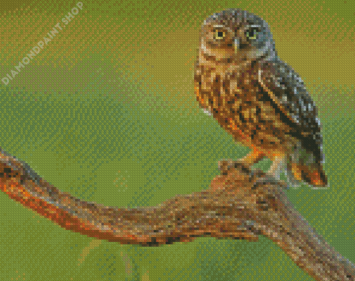 Hawk In A Forest Diamond Paintings