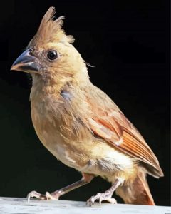 Juvenile Cardinal Art Diamond Paintings