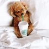 Maltipoo Dog In Bed Diamond Paintings
