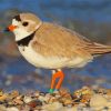 Sand Colored Piping Plover Diamond Paintings