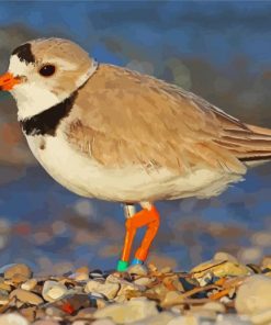 Sand Colored Piping Plover Diamond Paintings