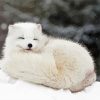 Sleepy Arctic Fox Diamond Paintings