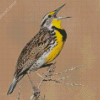 The Western meadowlark Bird Diamond Paintings