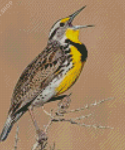 The Western meadowlark Bird Diamond Paintings