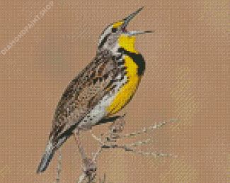 The Western meadowlark Bird Diamond Paintings
