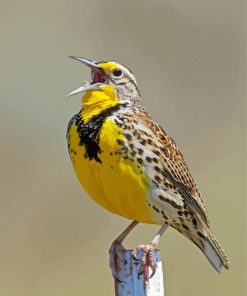 Western Meadowlark Bird Diamond Paintings