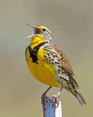 Western Meadowlark Bird Diamond Paintings