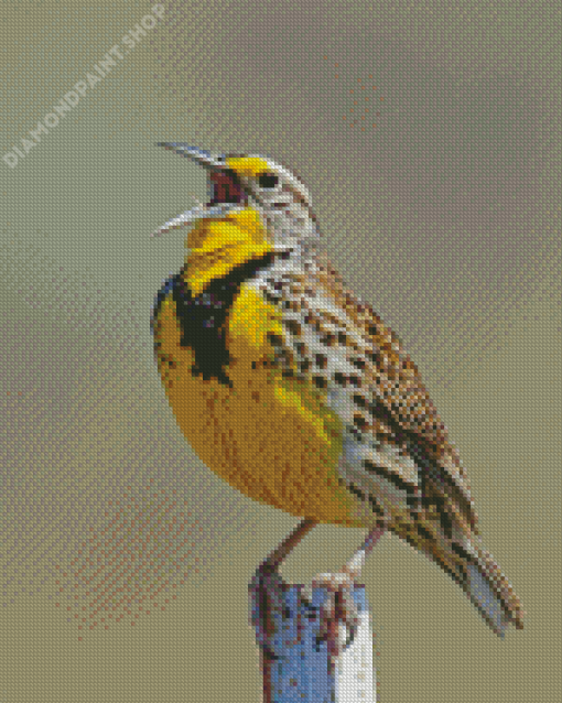 Western Meadowlark Bird Diamond Paintings