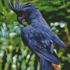 Black Cockatoo Bird Diamond Paintings