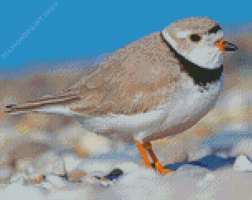 Piping Plover Bird Diamond Paintings