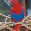 Red Eclectus Parrot Bird Diamond Paintings
