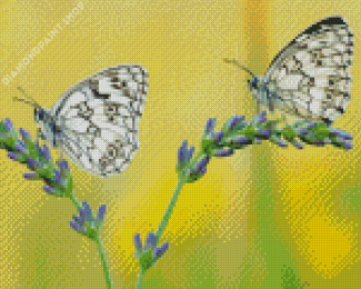 Aesthetic Couple Butterfly Diamond Paintings