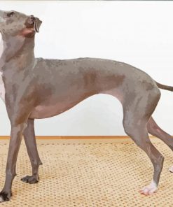 Aesthetic Greyhound Dog Diamond Paintings