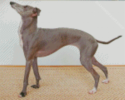 Aesthetic Greyhound Dog Diamond Paintings