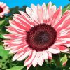 Blooming Pink Sunflower Diamond Painting