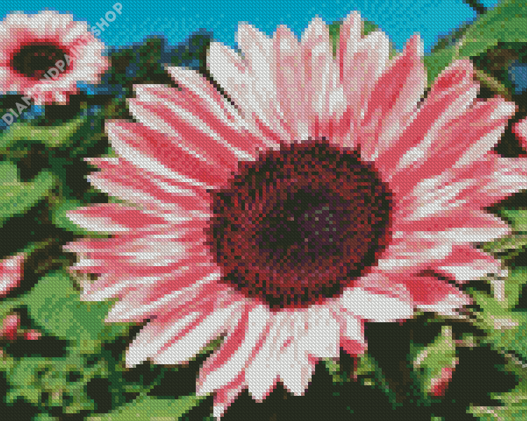 Blooming Pink Sunflower - Diamond Painting 