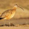 Long Billed Curlew On Morro Strand Diamond Paintings