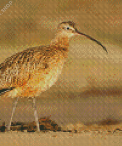 Long Billed Curlew On Morro Strand Diamond Paintings