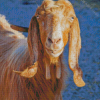 Long Eared Goat Animal Diamond Paintings