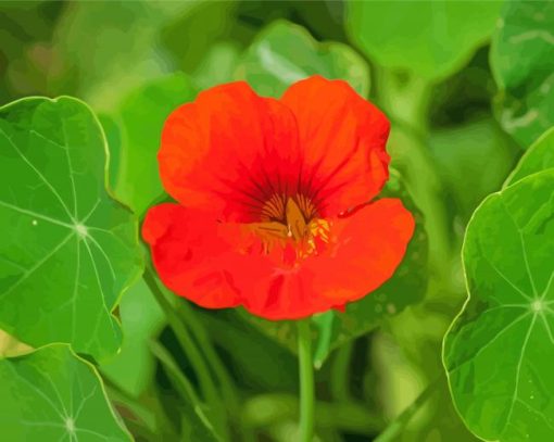 Nasturtium Flower Diamond Paintings