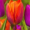 Orange Purple Tulip Diamond Paintings