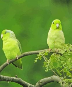 Parrotlet Birds On Tree Diamond Painting