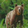 Swedish Brown Bear Animal Diamond Paintings
