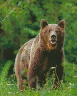 Swedish Brown Bear Animal Diamond Paintings