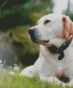 White Labrador Dog Diamond Paintings