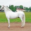 White Welsh Pony Horse Diamond Paintings